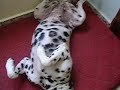 dalmata bailando dalmata bailando