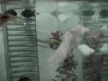 Meu tubarão no aquario! 