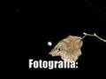 Ruta Nocturna Cabranes