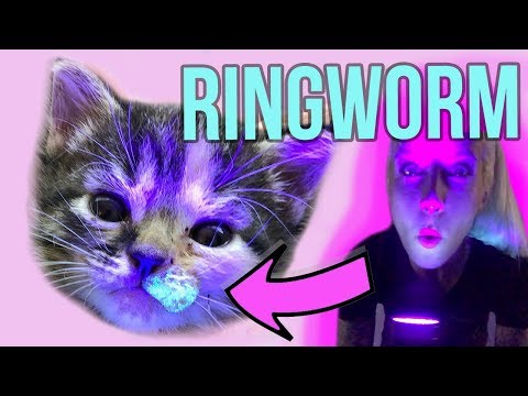 Helping Kittens with Ringworm!