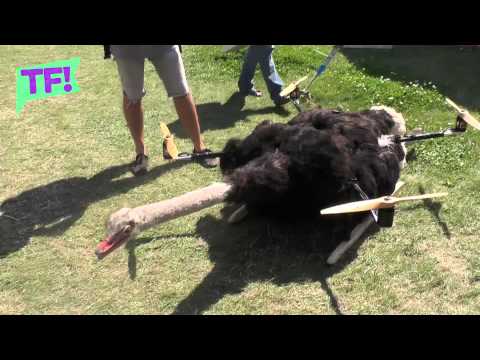 This FLYING OSTRICH DRONE is the kookiest thing you’ll see all day