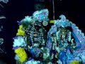 sri sri radha gopaljiu   dola yatra festival 2007