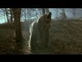Deception in Animal Documentaries