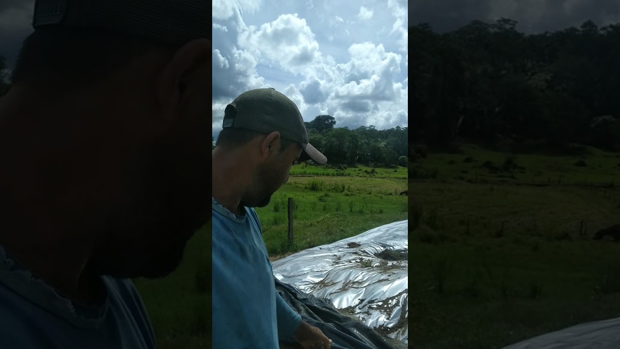 abrindo a silagem de capim açu+milho