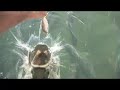 Hungry Fish
