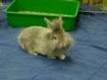 Wisp, Patrice and Jacques - Lionhead Bunnies