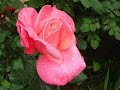 Maria fiore dell\ Maria fiore dell\