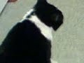 Cool Cat