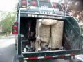 Crushing a huge 4 seat sofa to fit into a garbage can using a compacting garbage truck