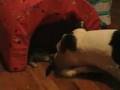 2 Pits, a Kitten, and a Ferret (Dein Schweiss)