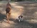 Bloodhound video