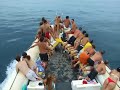 Golfinhos Nariz de Garrafa