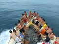 Golfinhos Nariz de Garrafa