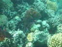 marsa alam octopus marsa alam octopus