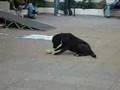 Perro de la toma ULARE parte 2