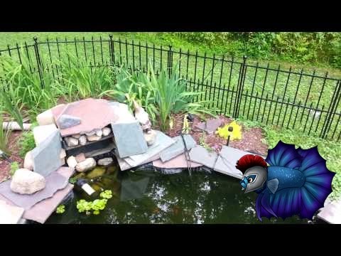 how to eliminate algae in a pond