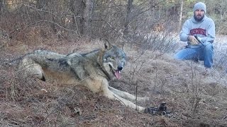Myśliwy dostrzegł dzikiego wilka w środku lasu! Dopiero gdy podszedł bliżej zrozumiał bolesną prawdę