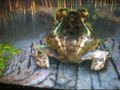 nvidia froggy on 9800gt nvidia froggy on 9800gt