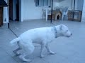 dogo arjantin ice loud voice,sanki ağlıyor