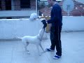 dogo arjantin ice loud voice,sanki ağlıyor