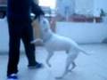 dogo arjantin ice loud voice,sanki ağlıyor