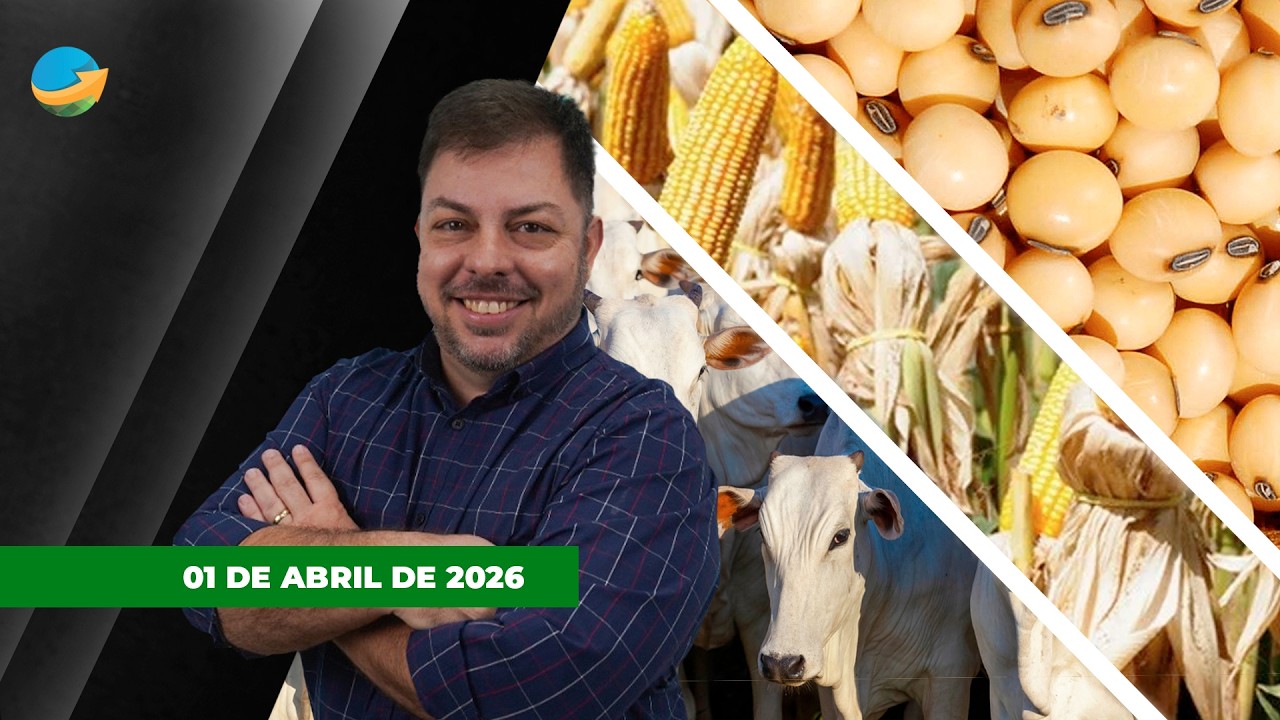 Dia mais calmo no mercado do boi, porém com preços firmes para arroba; soja e milho recuam em...