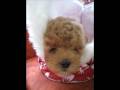 French Poodle ¡NUTELA! alias Nuty, baby girl