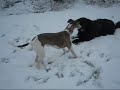Snow Dogs - Main Title Jon Brion