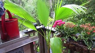 Growing California Fan Palm in the North