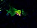 Organic evolution-Oliveira do hospital-At night-decor