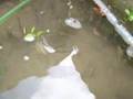 カブトエビ（キヌヒカリ米作り農業）