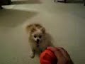 ポメラニアン動画