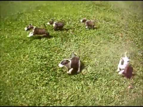 english bullterrier