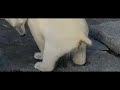 Knut the Polar Bear Takes a Dump, Slow Motion