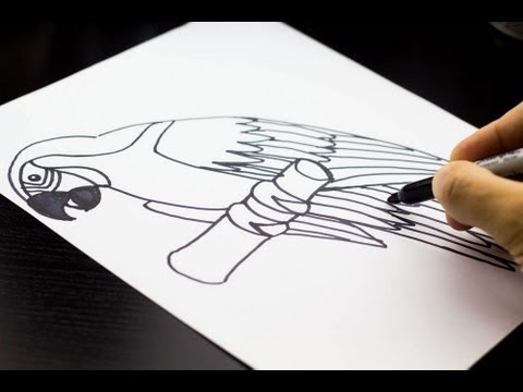 how to draw parrot