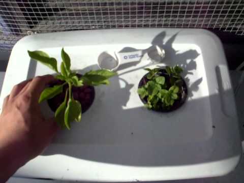 how to transplant jalapeno plants