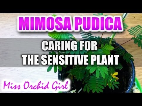 how to transplant mimosa tree