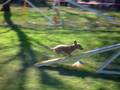 videos de Gilligan At Agility