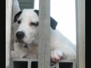 Zappy - Martin County Humane Society