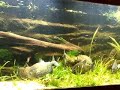 reproduction de piranhas reproduction de piranhas