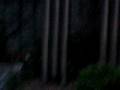 Stray Cats At My Home Part 5