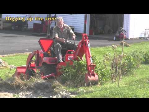 how to replant a lilac tree