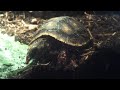 Puffy Eatin' His Lettuce