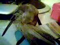 NINFA papillera poniendose guapa