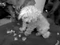 el perro peludo
