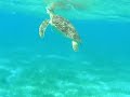 Schildpad