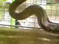 Snake of Papa Kelvin