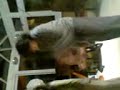 Sabeena Fayyaz