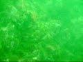 Sea Raven! Sea Raven!