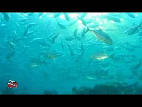 Imagen de previsualización de YouTube